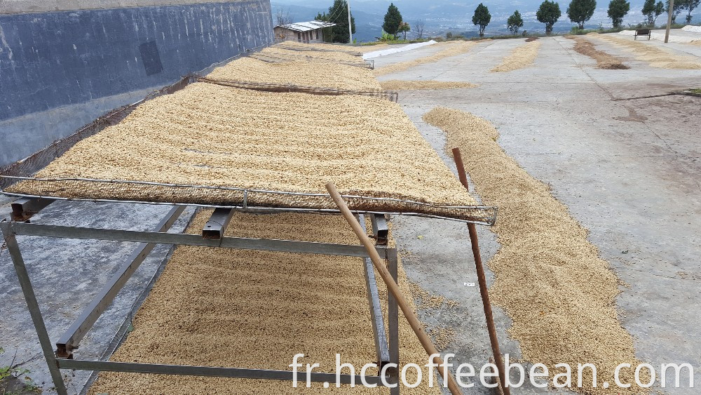 Grains de café chinois cassés, grande taille, arabica tyye, nouvelle récolte